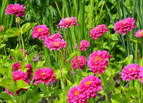 百日草播种后多久开花