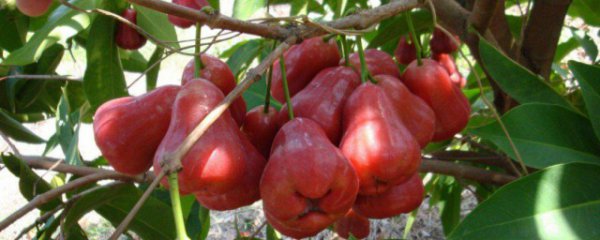 莲雾家庭盆栽种植方法