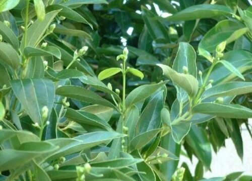 平安树适合在室外养吗