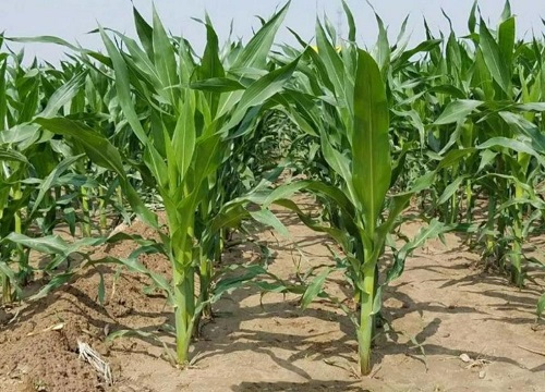 玉米用掺混肥好还是用复合肥好