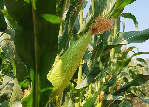 玉米用掺混肥好还是用复合肥好