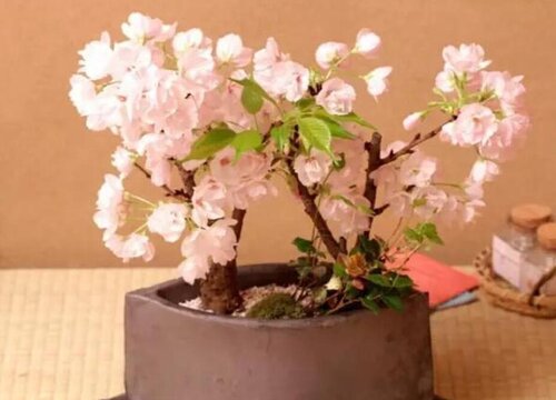 樱花盆景养护方法