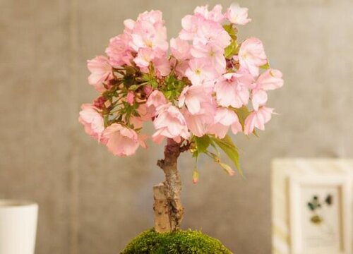 樱花盆景养护方法