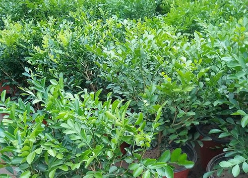 别墅庭院最佳常绿树木