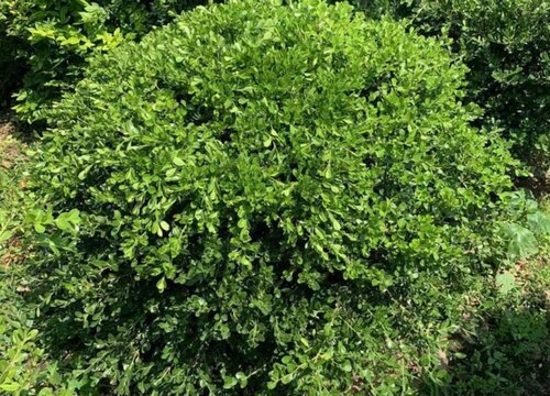 别墅庭院最佳常绿树木