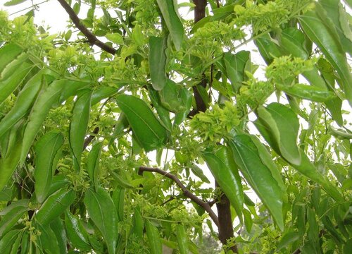 别墅庭院最佳常绿树木