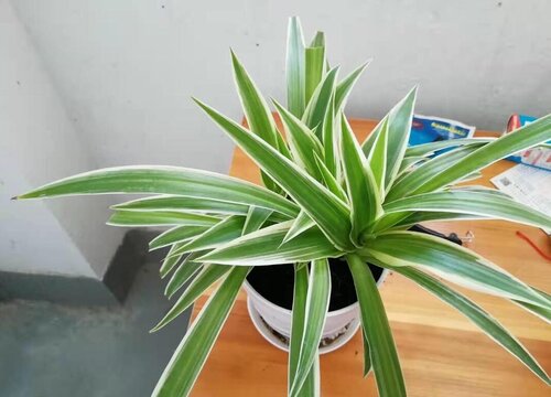 立冬后怎么养吊兰安稳过冬