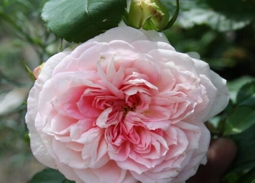 如何养护月季常年翠绿且花开艳丽