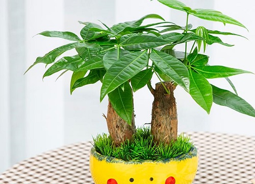 发财树怎样修剪