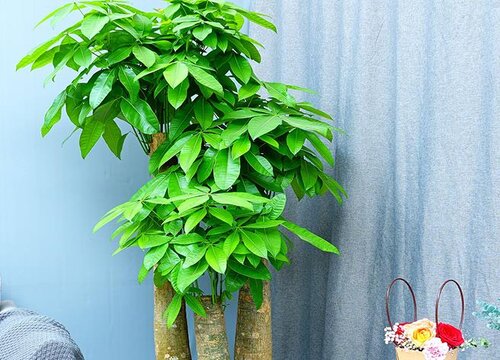 发财树怎样修剪