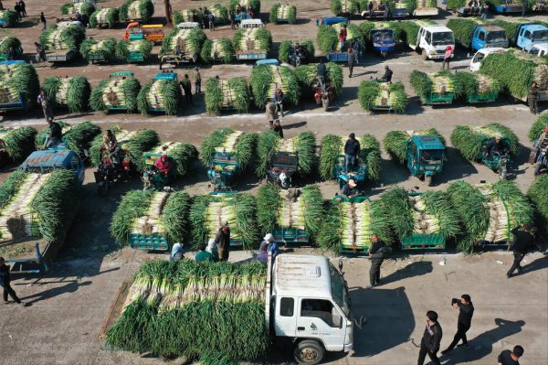 大葱施肥用什么肥料好