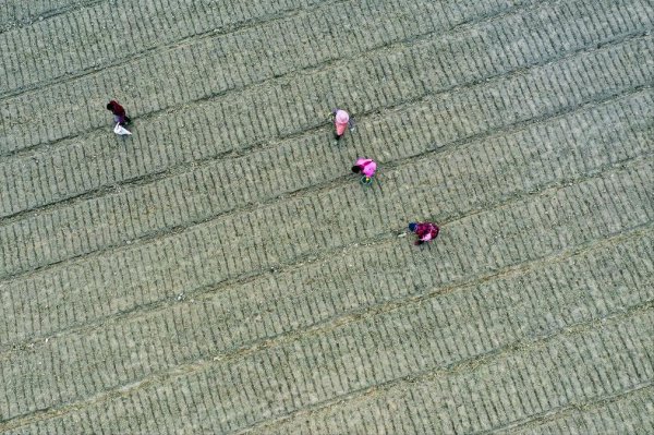 大葱施肥用什么肥料好