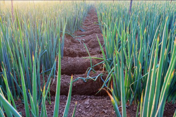 大葱施肥用什么肥料好