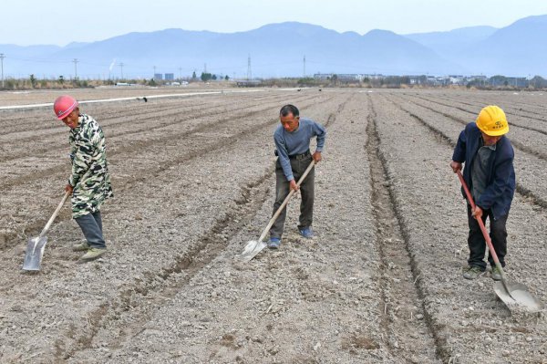大葱施肥用什么肥料好