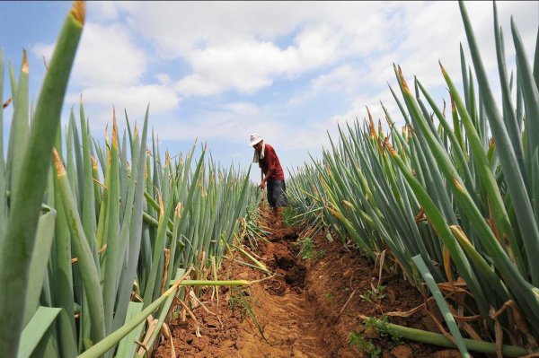 大葱施肥用什么肥料好