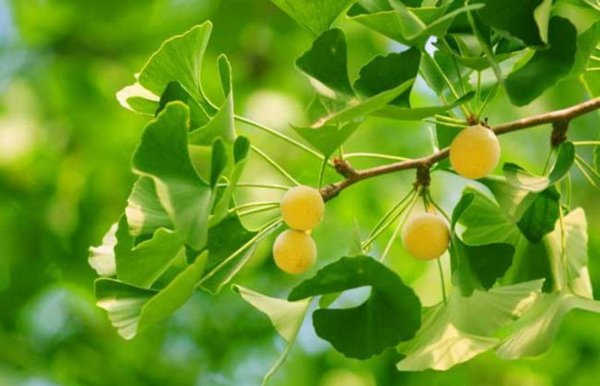 大门两旁不能有两棵树图解