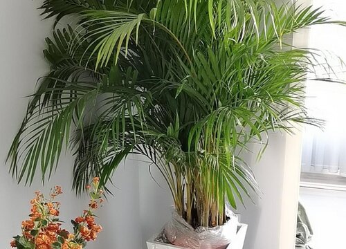 散尾葵施肥用什么肥料长得快