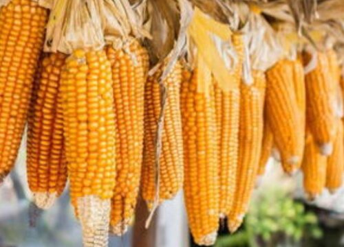 预计2023年玉米行情走势分析