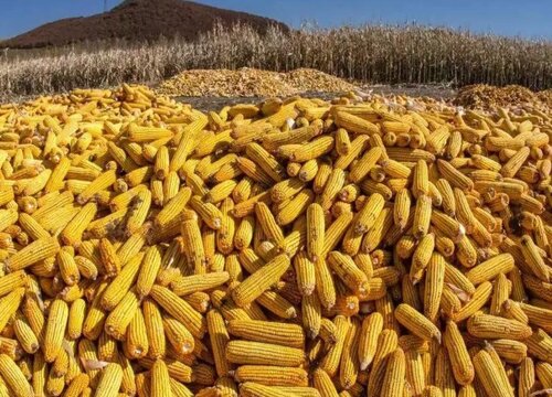 预计2023年玉米行情走势分析