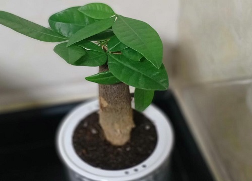 发财树怎样养护避免养死