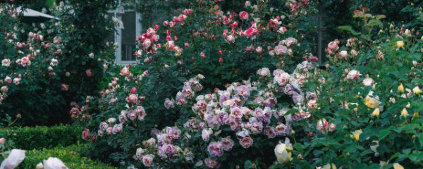 自己在家月季种植方法