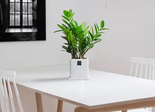 金钱树砍头后怎么养护长大笋芽