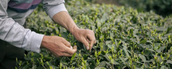 如何快速简单插活茶叶花