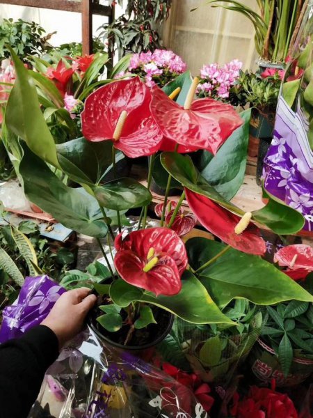 什么花好养一年四季都开花