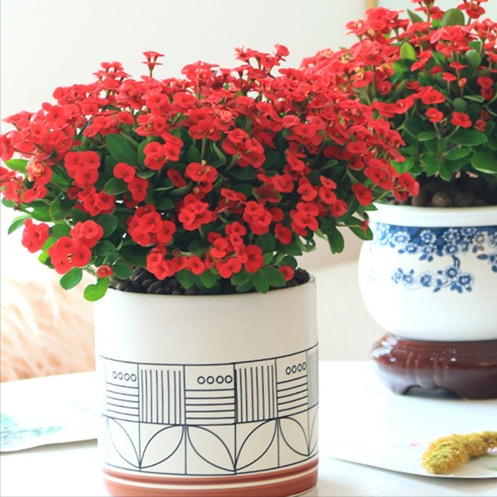 什么花好养一年四季都开花