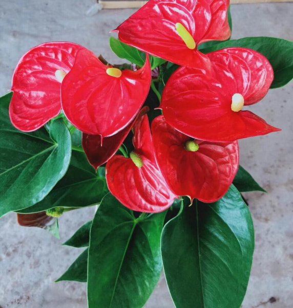 什么花好养一年四季都开花