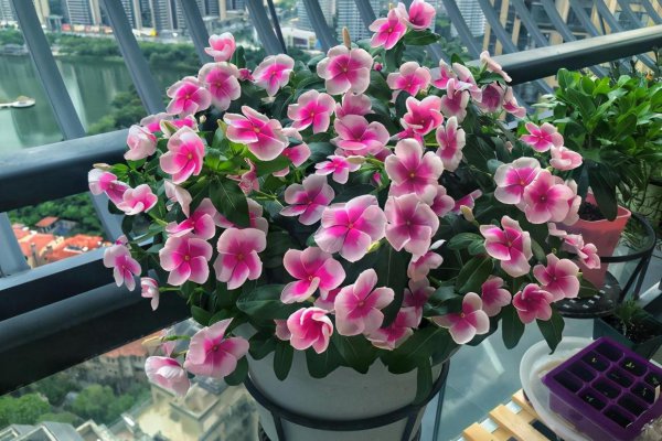 什么花好养一年四季都开花