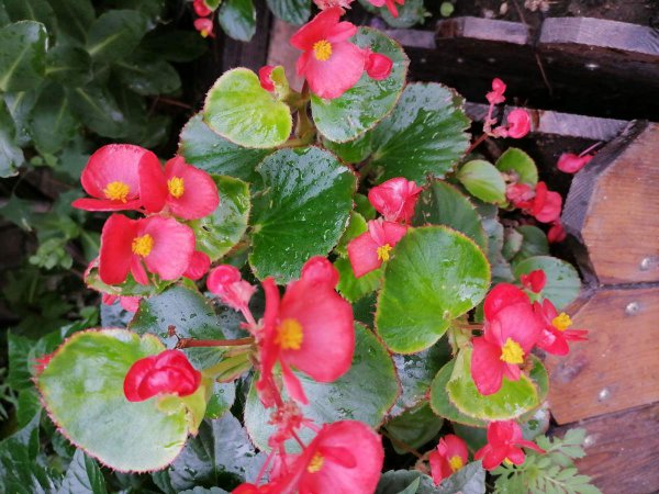 什么花好养一年四季都开花