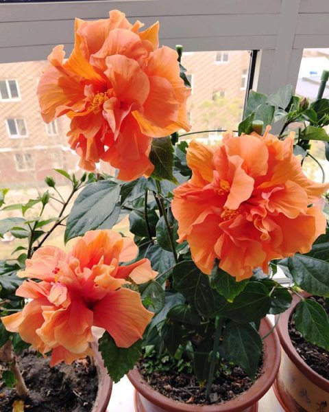 什么花好养一年四季都开花