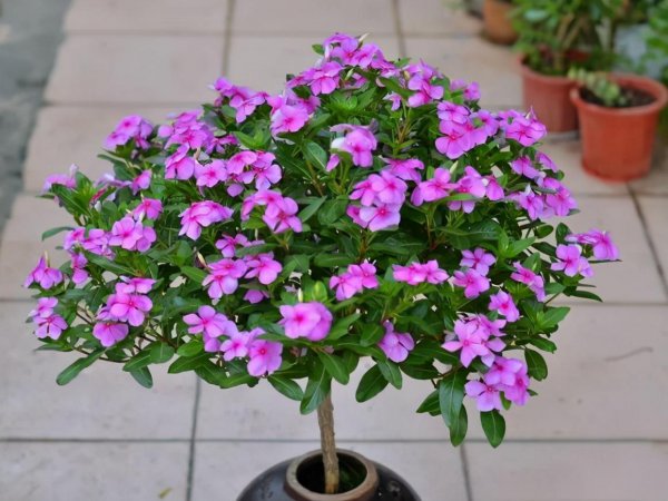 什么花好养一年四季都开花