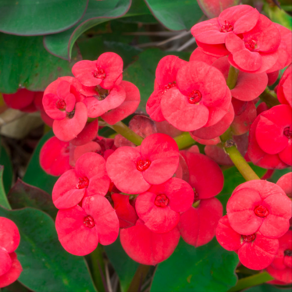 什么花好养一年四季都开花