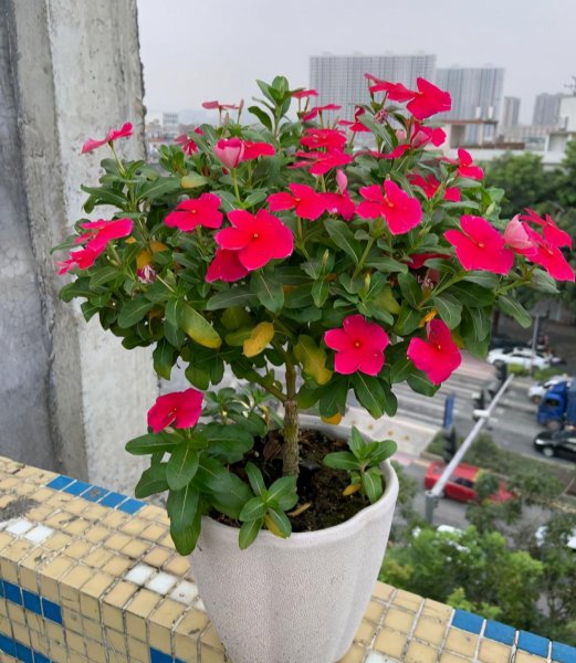 什么花好养一年四季都开花