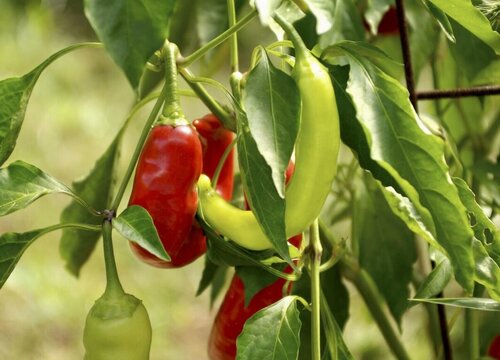 辣椒是一年生还是多年生植物