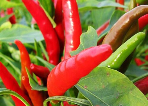 辣椒是一年生还是多年生植物