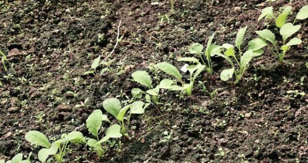萝卜什么时候种植最好