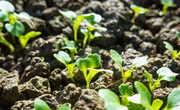萝卜什么时候种植最好