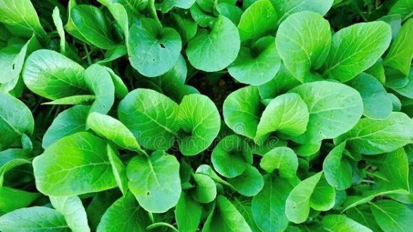 萝卜什么时候种植最好