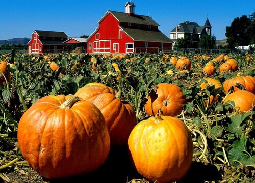 南瓜的品种有哪些图片及名称