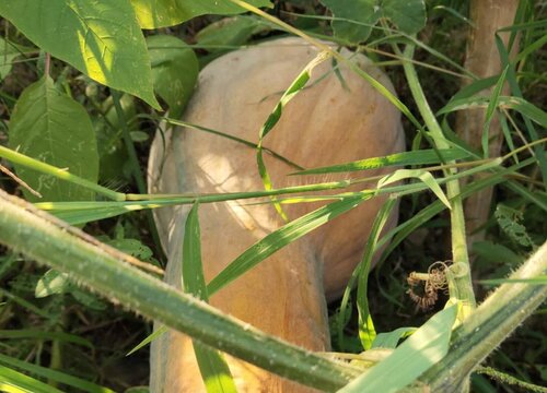 南瓜的品种有哪些图片及名称