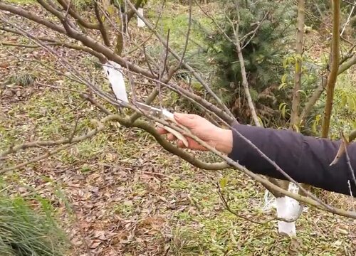 李子树可以扦插吗