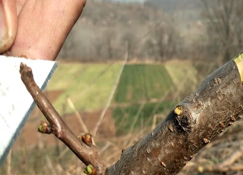 李子树可以扦插吗