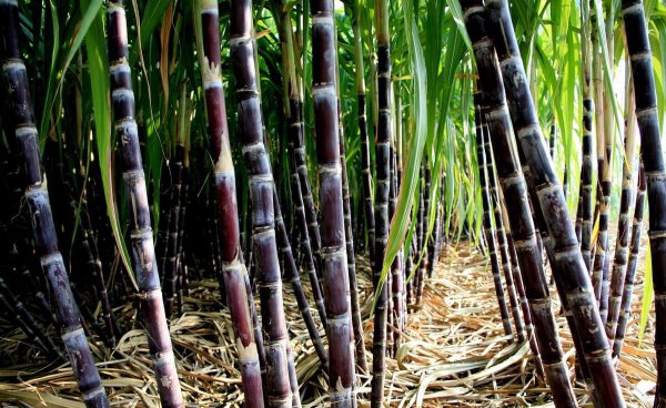 大象喜欢吃什么食物