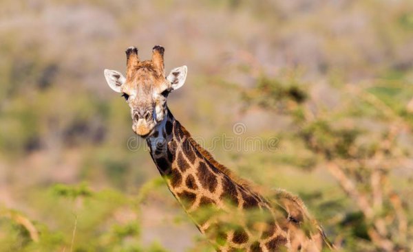 大象喜欢吃什么食物