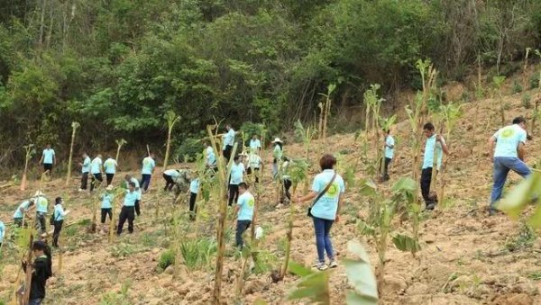大象喜欢吃什么食物