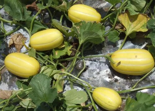 四月适合种什么蔬菜