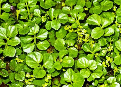 四月适合种什么蔬菜